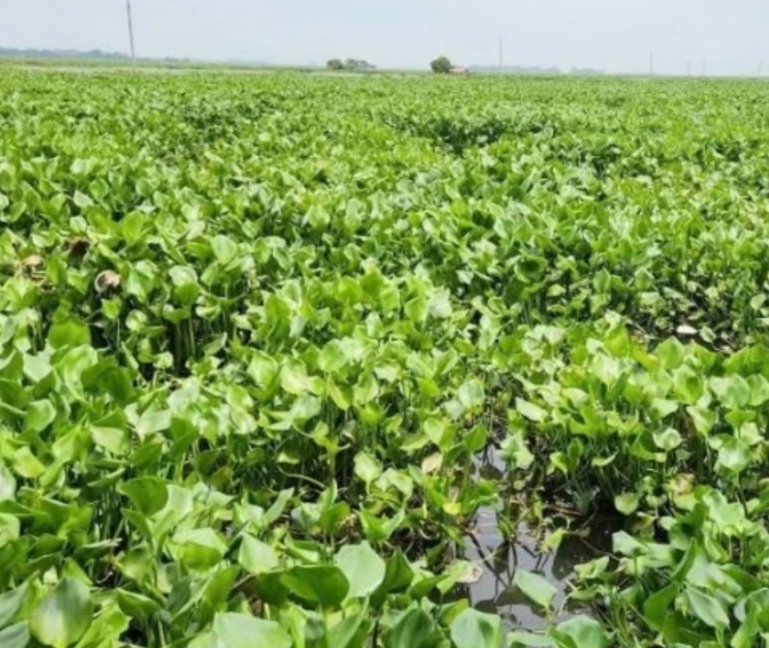চলনবিলে কচুরিপানার থাবায় কৃষকের সোনালি স্বপ্ন ও নৌ চলাচল বিপন্ন