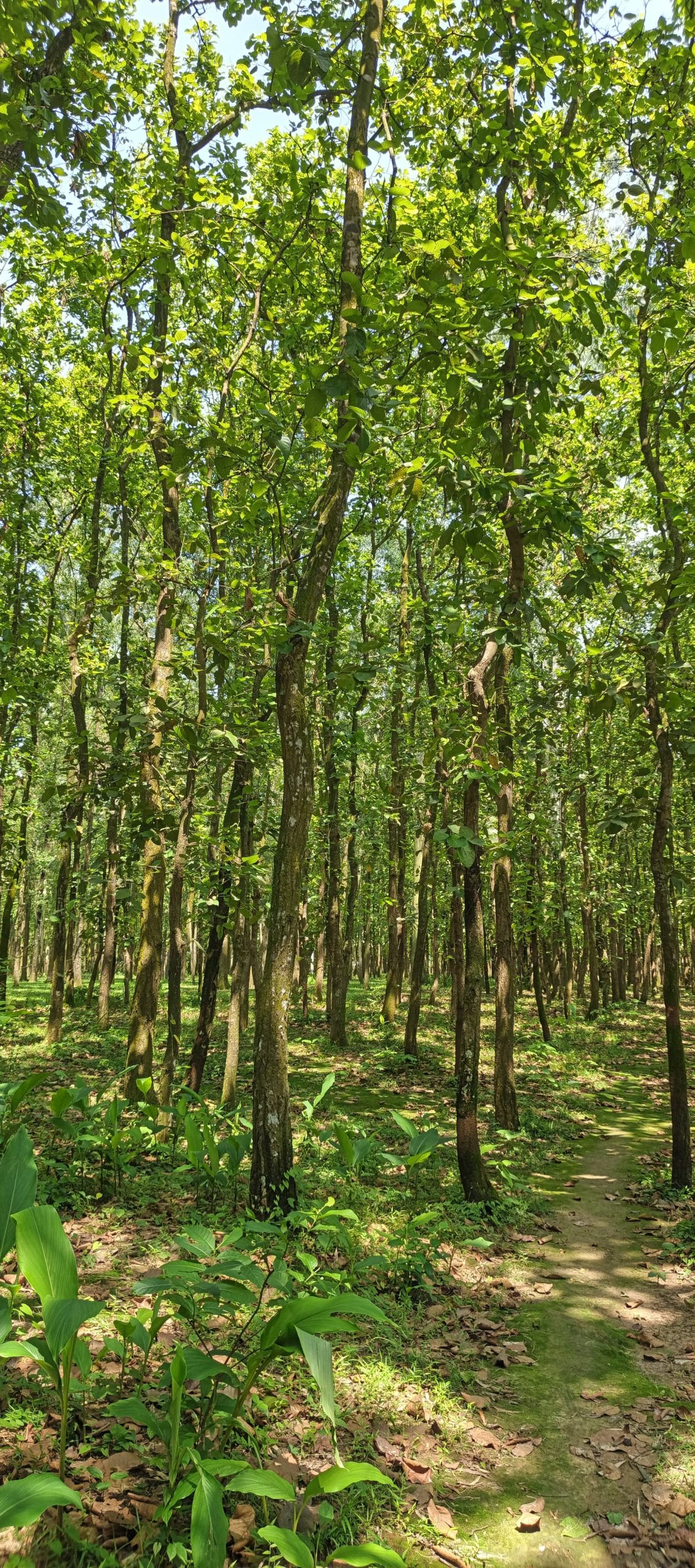 গাজীপুরে বন কর্মকর্তাদের বিরুদ্ধে অর্থ নিয়ে জমি ফিরিয়ে দেওয়ার অভিযোগ ভিত্তিহীন: তদন্তে সত্যতা মেলেনি