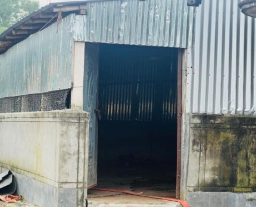 নাটোরের গুরুদাসপুরে গোয়ালঘর কেটে সাড়ে ৪ লাখ টাকার গরু চুরি, আতঙ্কিত এলাকাবাসী