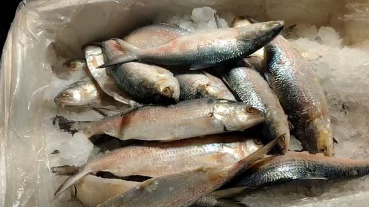 ভারত থেকে বাংলাদেশে আসছে ইলিশ