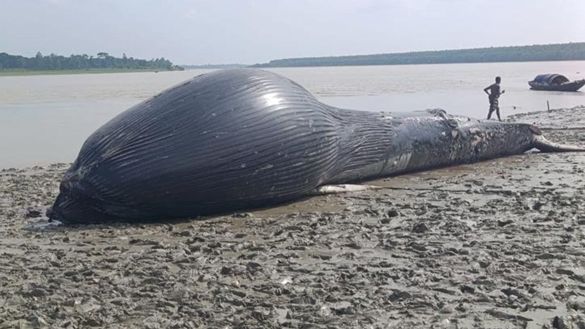 বরগুনায় নদীতে ভেসে এলো ৩০ ফুট লম্বা মৃত তিমি