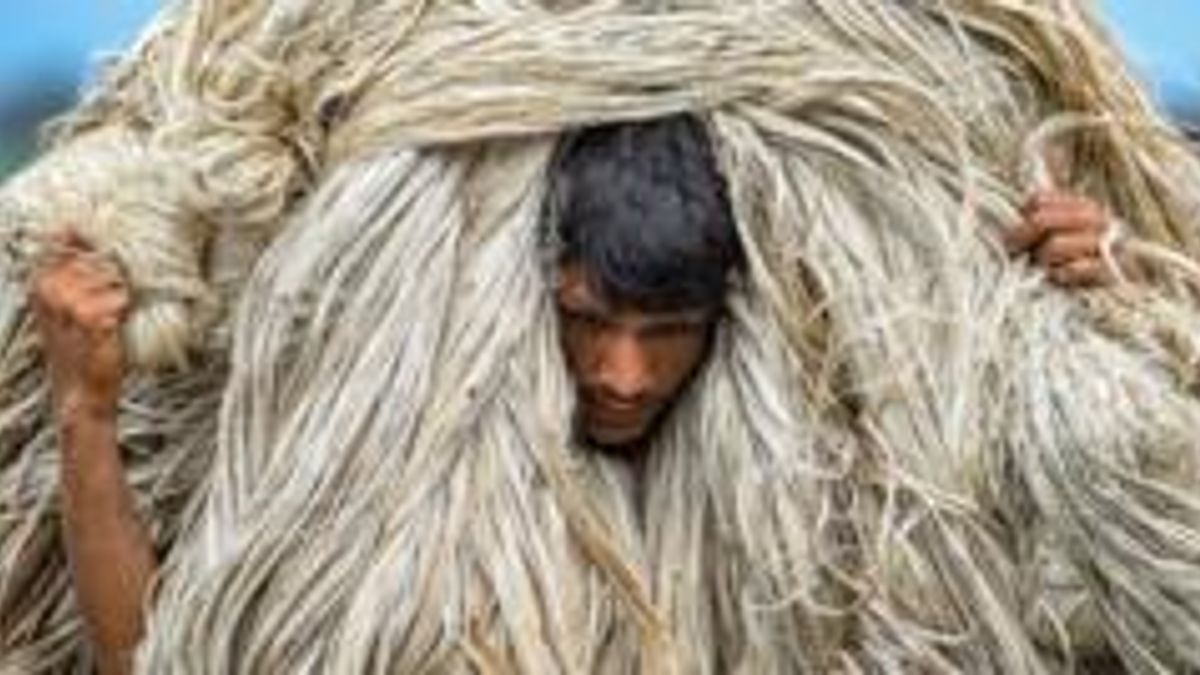 বাংলাদেশ থেকে ভারতে কেন পাট পাচার করার অভিযোগ উঠছে