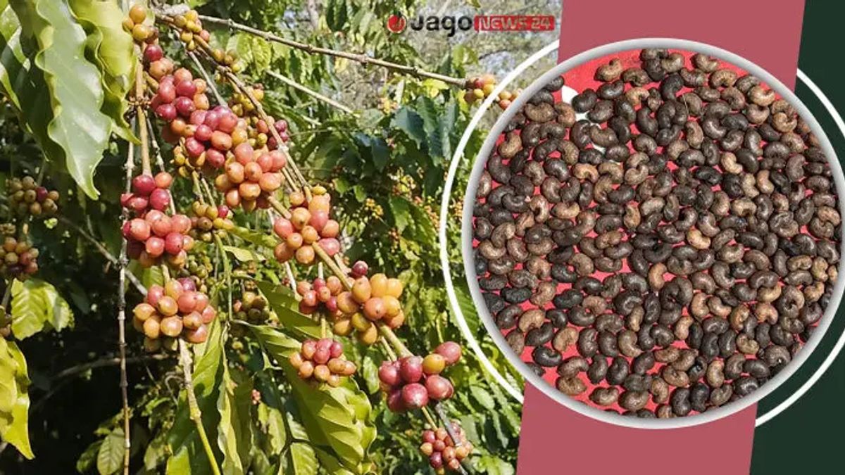বারির দুই জাতের কফি নিয়ে পাহাড়ে নতুন স্বপ্ন