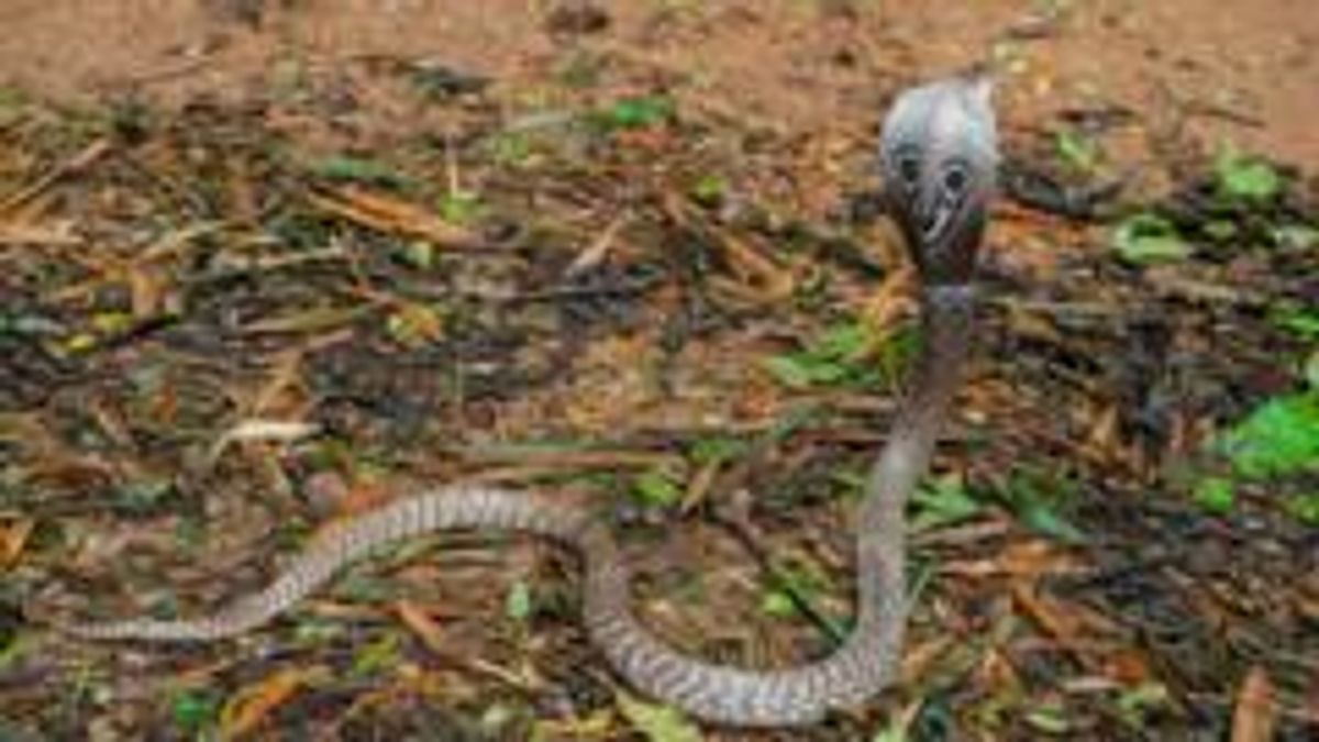 বাংলাদেশে সবচেয়ে বেশি দেখা যায় কোন ১০টি সাপ ও এর কতগুলো বিষধর?