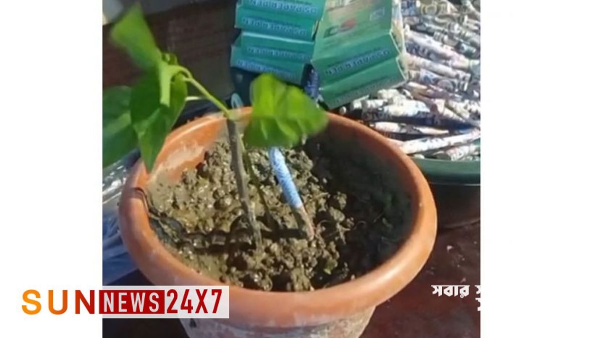 ফেলে দেওয়া কলম থেকে হবে গাছ, পরিবেশ রক্ষায় অভিনব উদ্যেগ