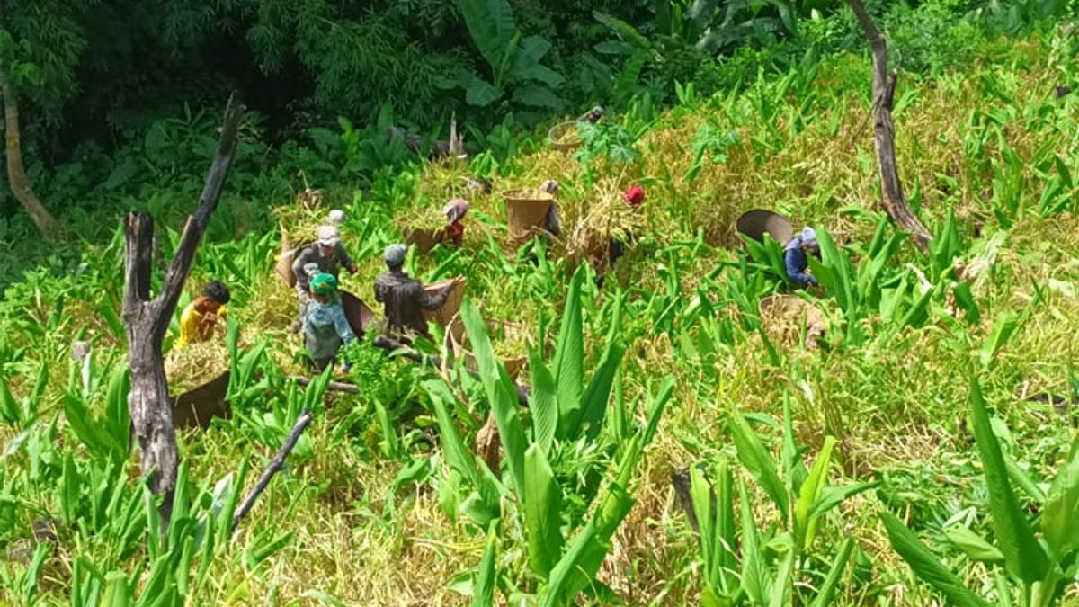সবুজ পাহাড়ে সোনালি ধানের উৎসব
