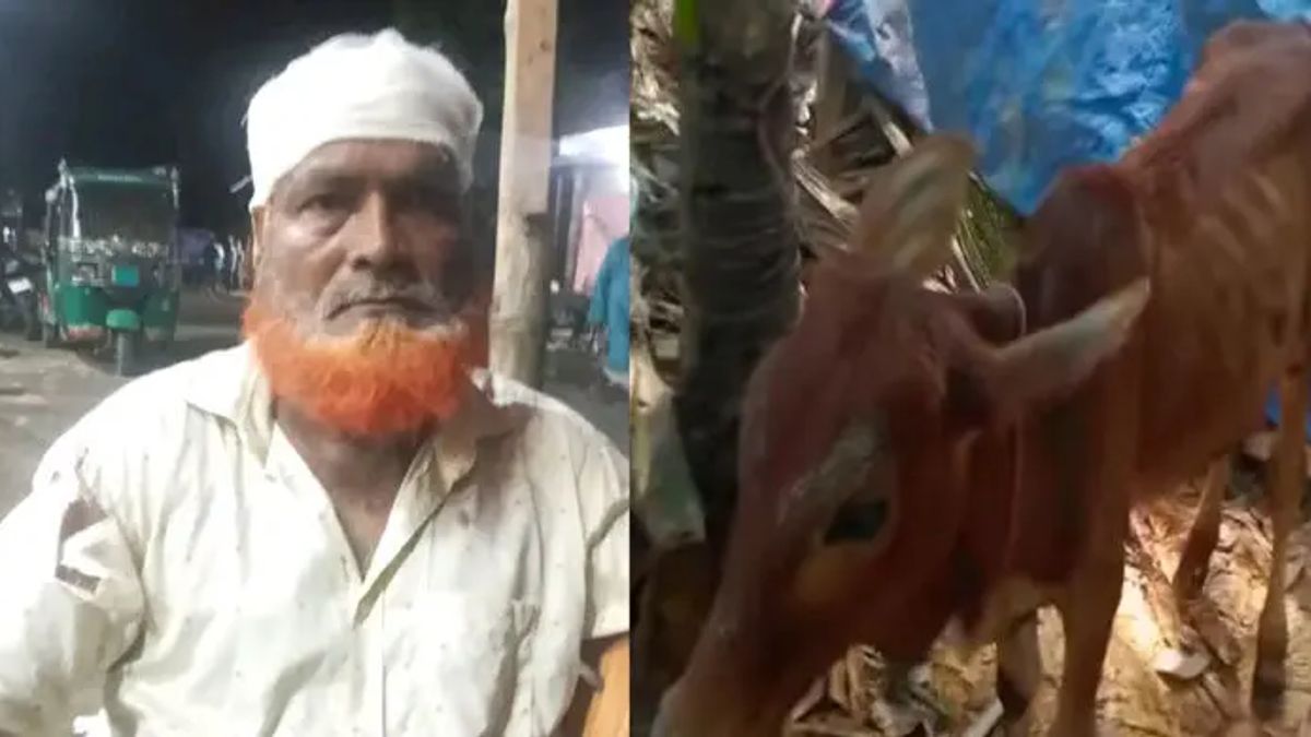 গরু চুরি করে বিএনপি নেতার গোয়ালঘরে রেখে গেল চোর!