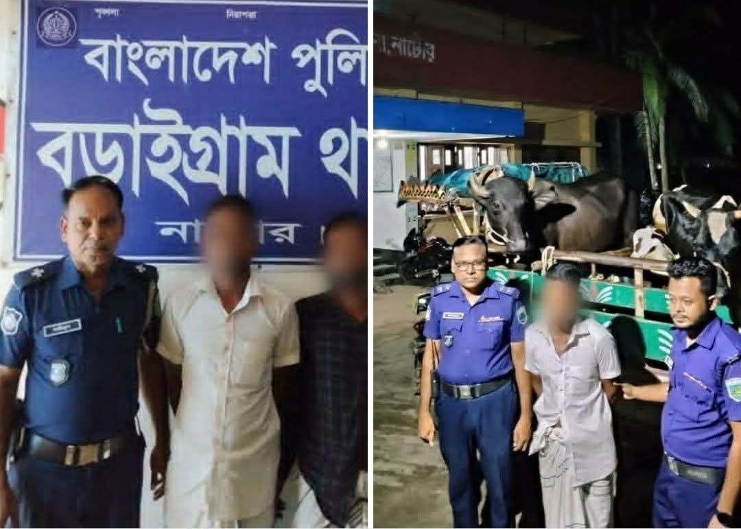 নাটোরের বড়াইগ্রামে চুরির ৮ ঘণ্টার মধ্যে গরু-মহিষ উদ্ধার, গ্রেপ্তার ২