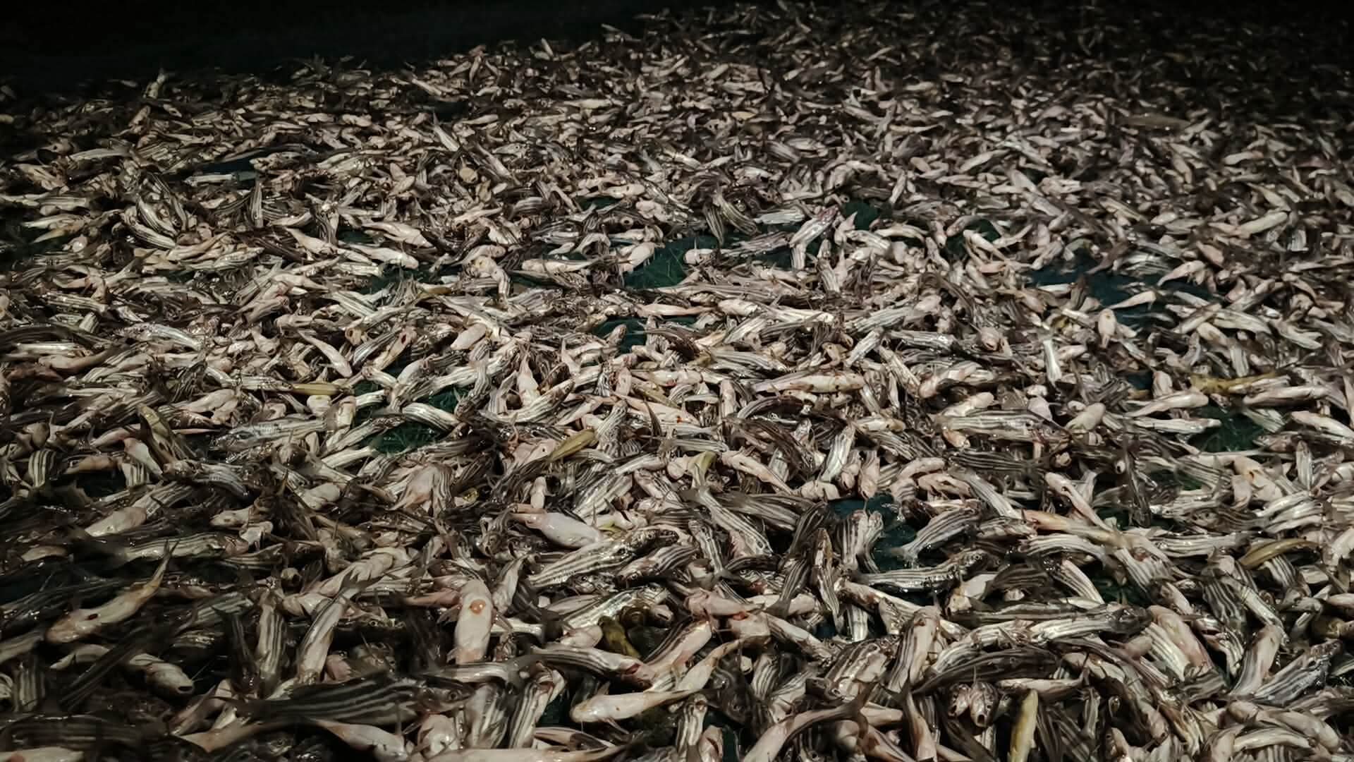 সিংড়ায় পুকুরে বিষ প্রয়োগ: ৫ লাখ টাকার টেংরা মাছ নিধনের অভিযোগ