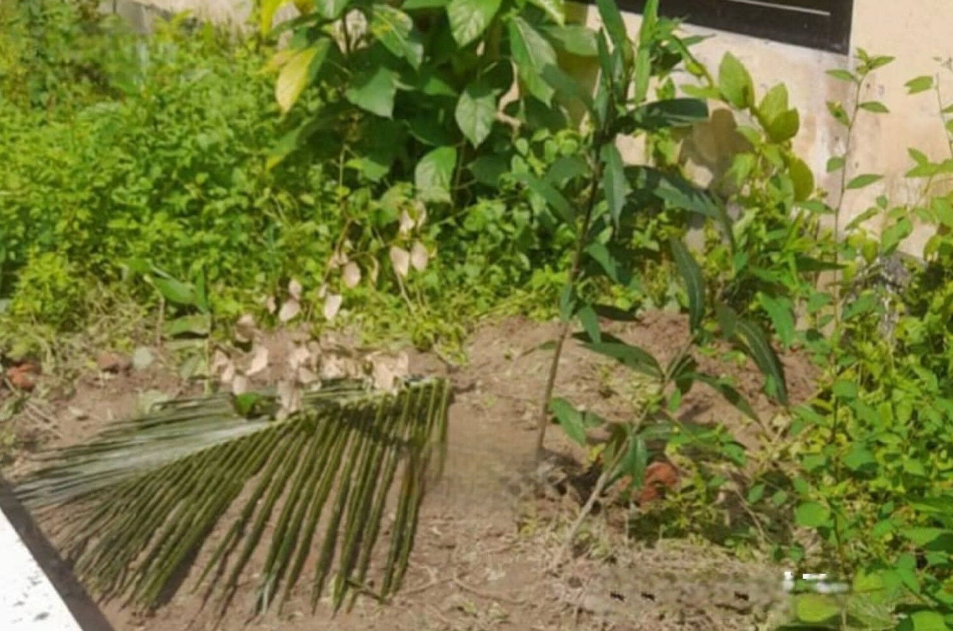 রামগঞ্জে রাতের আঁধারে রহস্যজনক নতুন কবর, স্থানীয়দের মধ্যে তীব্র আতঙ্ক