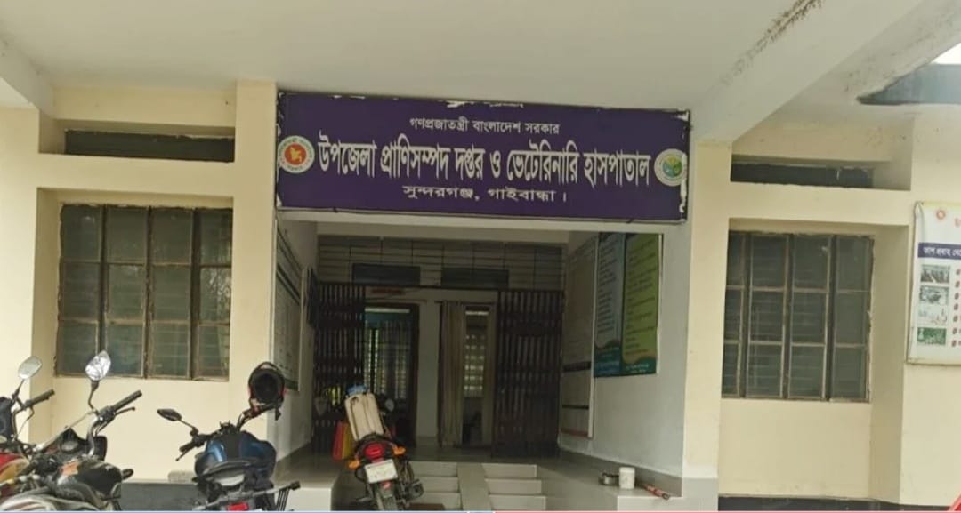 সুন্দরগঞ্জে লোকালয়ে শিয়ালের কামড়ে আহত ৯, নমুনা পাঠানো হলো গবেষণাগারে