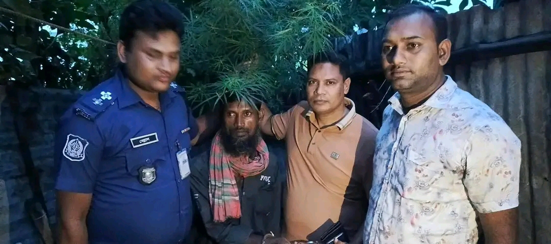নাটোরের সিংড়ায় ৫ কেজি ওজনের গাঁজার গাছসহ মাদক কারবারি গ্রেপ্তার