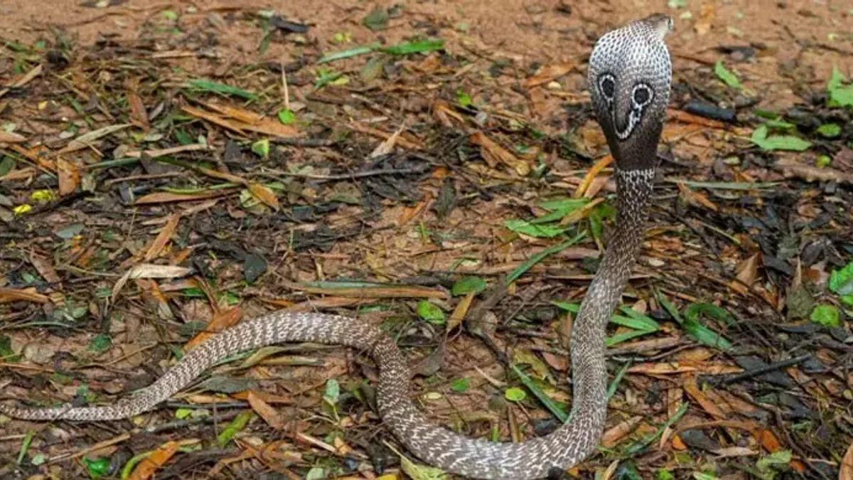 বাংলাদেশে সবচেয়ে বেশি দেখা যায় যে ১০ সাপ, যেগুলো বিষধর