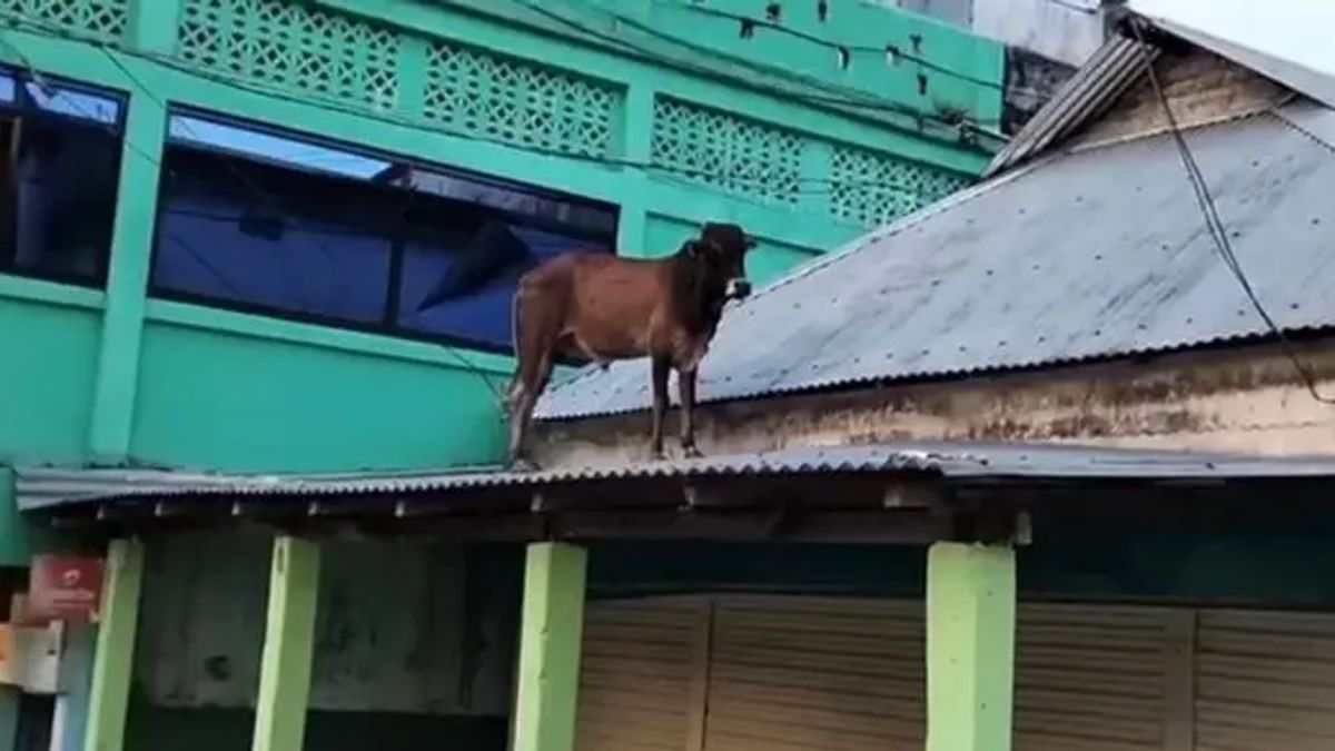পথ হারিয়ে টিনের চালে ষাঁড়, এরপর যা হলো