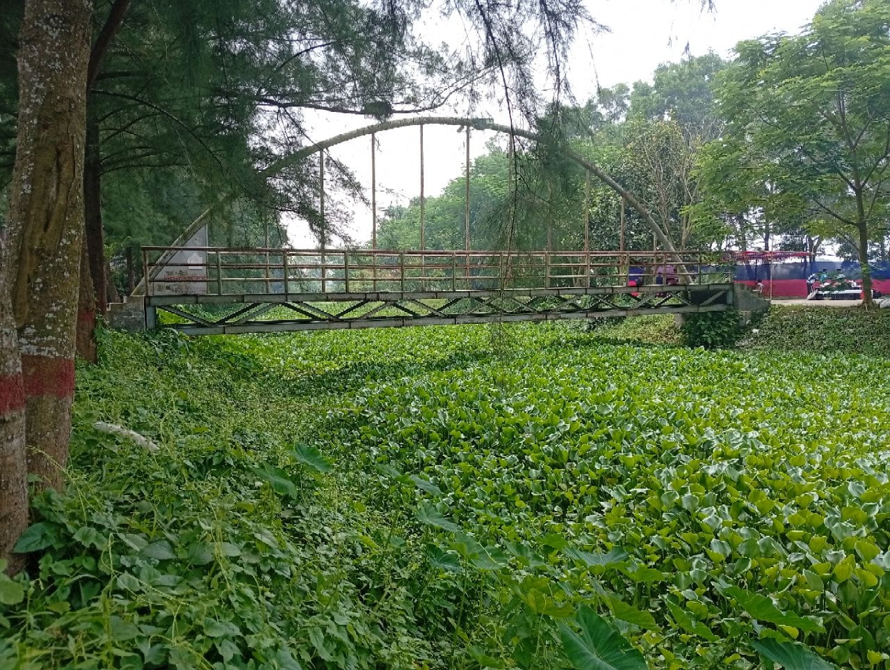 ইবির ‘হাতিরঝিল’ খ্যাত মীর মুগ্ধ সরোবর এখন ময়লা-আবর্জনা-কচুরিপানার দখলে